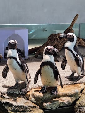 NIFREL（ニフレル）に投稿された画像（2025/5/4）