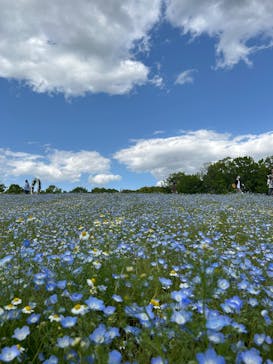 万博記念公園に投稿された画像（2025/5/4）