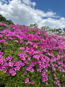 万博記念公園に投稿された画像（2025/5/4）