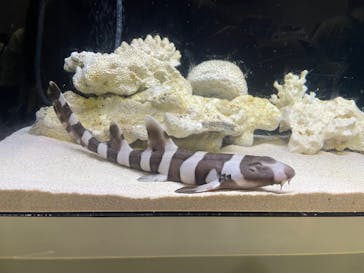 アクアワールド茨城県大洗水族館に投稿された画像（2025/5/4）