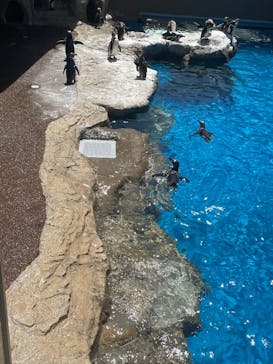 アクアワールド茨城県大洗水族館に投稿された画像（2025/5/4）