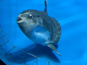 アクアワールド茨城県大洗水族館に投稿された画像（2025/5/4）