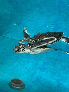 名古屋港水族館に投稿された画像（2025/5/4）