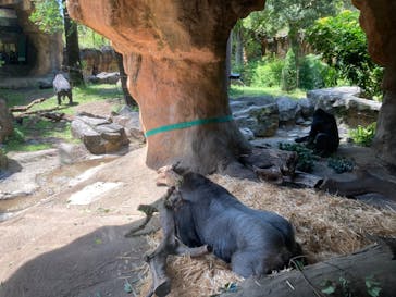恩賜上野動物園に投稿された画像（2025/5/4）