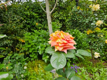 横浜イングリッシュガーデンに投稿された画像（2025/5/4）