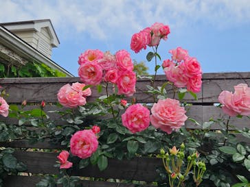 横浜イングリッシュガーデンに投稿された画像（2025/5/4）