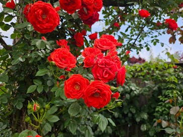 横浜イングリッシュガーデンに投稿された画像（2025/5/4）