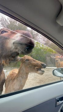 那須サファリパークに投稿された画像（2025/5/4）