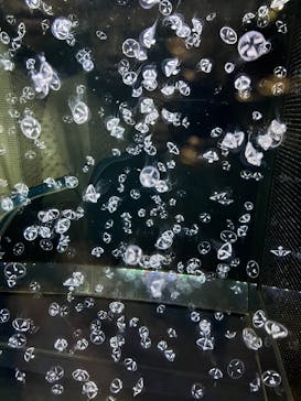 アクアワールド茨城県大洗水族館に投稿された画像（2025/5/4）