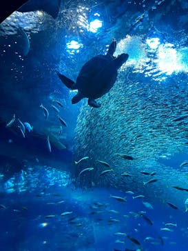 アクアワールド茨城県大洗水族館に投稿された画像（2025/5/4）