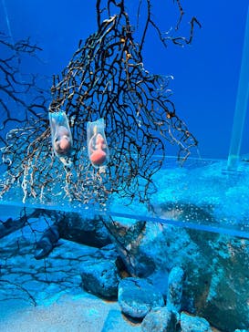アクアワールド茨城県大洗水族館に投稿された画像（2025/5/4）