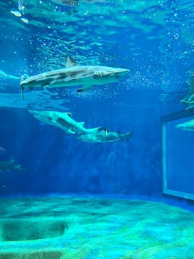 アクアワールド茨城県大洗水族館に投稿された画像（2025/5/4）