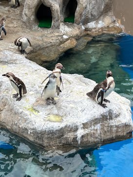 アクアワールド茨城県大洗水族館に投稿された画像（2025/5/4）