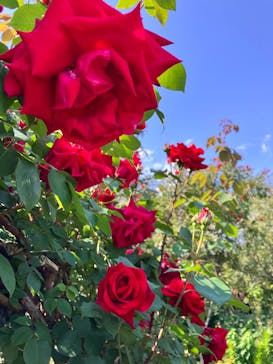 横浜イングリッシュガーデンに投稿された画像（2025/5/4）