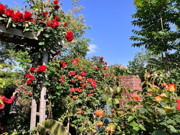 横浜イングリッシュガーデンに投稿された画像（2025/5/4）