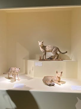 特別展「古代DNA－日本人のきた道」（国立科学博物館）に投稿された画像（2025/5/4）