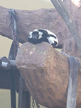 日立市かみね動物園に投稿された画像（2025/5/4）