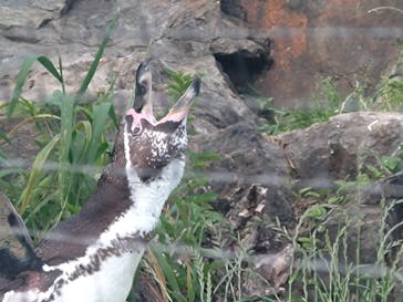 日立市かみね動物園に投稿された画像（2025/5/4）