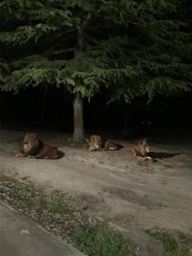 群馬サファリパークに投稿された画像（2025/5/4）