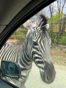 東北サファリパークに投稿された画像（2025/5/4）