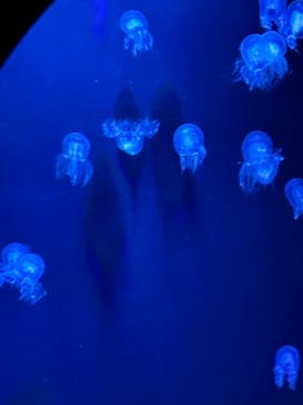 マリンワールド海の中道に投稿された画像（2025/5/4）