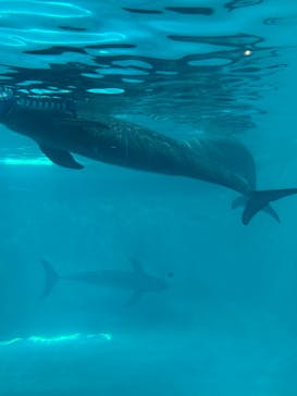 マリンワールド海の中道に投稿された画像（2025/5/4）