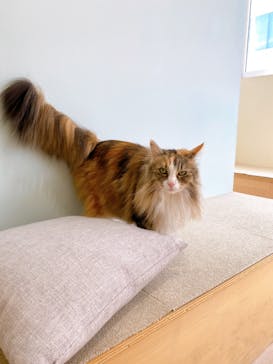 Cat Café MOFF 静岡PARCO店に投稿された画像（2025/5/4）