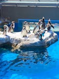 アクアワールド茨城県大洗水族館に投稿された画像（2025/5/4）