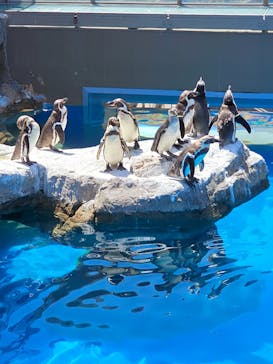 アクアワールド茨城県大洗水族館に投稿された画像（2025/5/4）