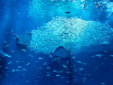 アクアワールド茨城県大洗水族館に投稿された画像（2025/5/4）