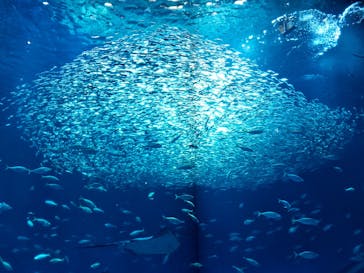 アクアワールド茨城県大洗水族館に投稿された画像（2025/5/4）