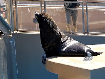 アクアワールド茨城県大洗水族館に投稿された画像（2025/5/4）