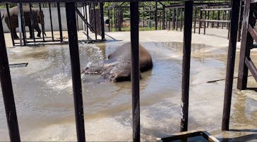 ANIMAL WONDER REZOURT 市原ぞうの国・サユリワールドに投稿された画像（2025/5/4）