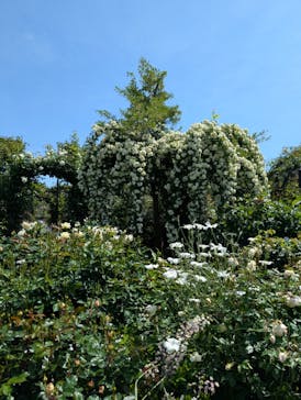 横浜イングリッシュガーデンに投稿された画像（2025/5/4）