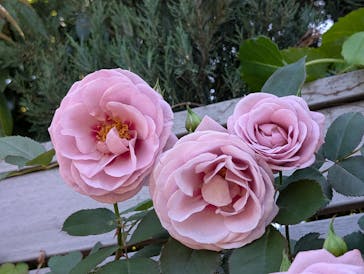 横浜イングリッシュガーデンに投稿された画像（2025/5/4）