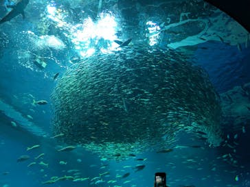 アクアワールド茨城県大洗水族館に投稿された画像（2025/5/4）