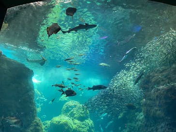 新江ノ島水族館に投稿された画像（2025/5/4）