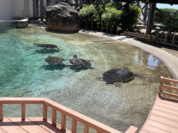 新江ノ島水族館に投稿された画像（2025/5/4）