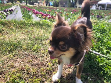 滋賀農業公園ブルーメの丘に投稿された画像（2025/5/4）