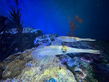 サンシャイン水族館に投稿された画像（2025/5/4）