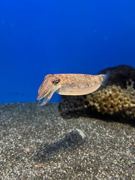 サンシャイン水族館に投稿された画像（2025/5/4）