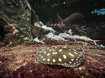 サンシャイン水族館に投稿された画像（2025/5/4）
