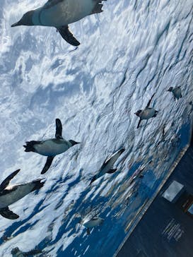 サンシャイン水族館に投稿された画像（2025/5/4）