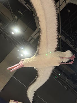 特別展「鳥～ゲノム解析が解き明かす新しい鳥類の系統～」に投稿された画像（2025/5/4）