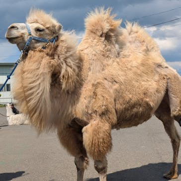 東北サファリパークに投稿された画像（2025/5/4）