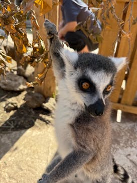 伊豆アニマルキングダムに投稿された画像（2025/5/4）