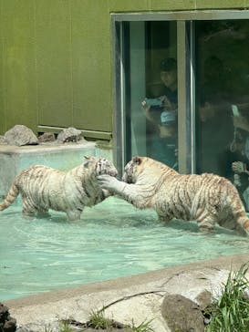 伊豆アニマルキングダムに投稿された画像（2025/5/4）