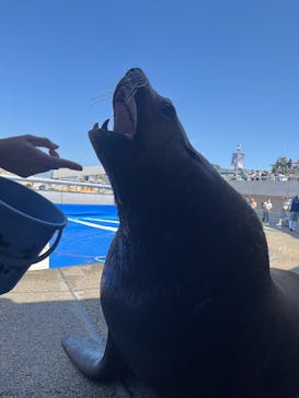 大分マリーンパレス水族館 「うみたまご」に投稿された画像（2025/5/4）