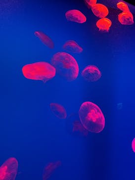 大分マリーンパレス水族館 「うみたまご」に投稿された画像（2025/5/4）