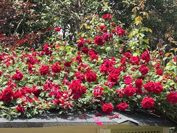 横浜イングリッシュガーデンに投稿された画像（2025/5/4）